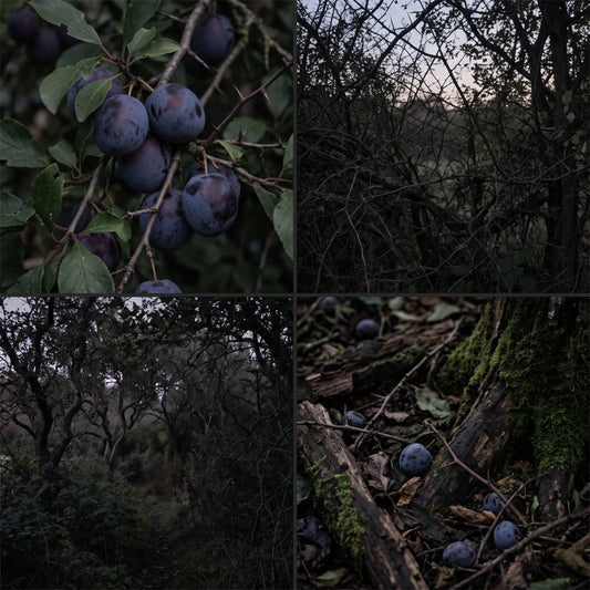 Damson & Blackthorn fragrance mood board with ripe damson plums, tangled blackthorn branches, dark woodland and fallen fruit on a mossy forest floor.